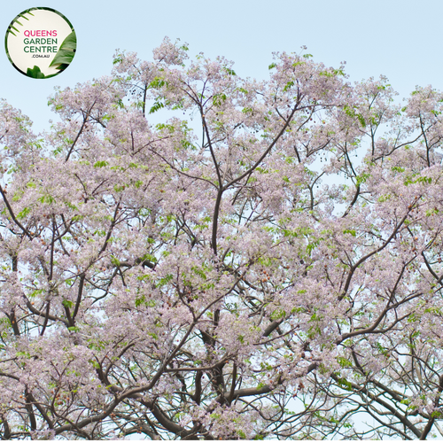 Alt text: Melia azedarach 'Lilac Lady,' a deciduous tree showcasing clusters of fragrant lilac-colored flowers. This ornamental beauty, also known as the Chinaberry or Persian Lilac, adds a touch of elegance to landscapes with its lush foliage and delightful blooms.