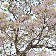 Load image into Gallery viewer, Alt text: Melia azedarach &#39;Lilac Lady,&#39; a deciduous tree showcasing clusters of fragrant lilac-colored flowers. This ornamental beauty, also known as the Chinaberry or Persian Lilac, adds a touch of elegance to landscapes with its lush foliage and delightful blooms.
