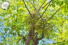 Load image into Gallery viewer, &quot;A serene image of the Melia azedarach plant, commonly known as the Chinaberry or Bead Tree. The deciduous tree exhibits a graceful silhouette with compound leaves and clusters of small, lilac-colored flowers. As the seasons progress, the flowers give way to spherical green fruit clusters, adding visual interest. Melia azedarach is appreciated for its ornamental value in landscapes, with a combination of elegant form and seasonal transformations. 
