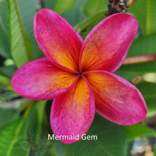 Load image into Gallery viewer, &quot;Close-up of Mermaid Gem Frangipani: Delicate petals in shades of soft pink and creamy white with hints of yellow at their centers. The petals exhibit a subtle gradient, transitioning from lighter tones near the edges to deeper hues towards the center. Each petal features intricate lines and veins, enhancing its natural beauty. This close-up showcases the enchanting details of the Mermaid Gem Frangipani, capturing its elegance and charm.&quot;
