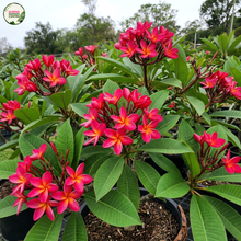 Load image into Gallery viewer, Mermaid Gem Frangipani
