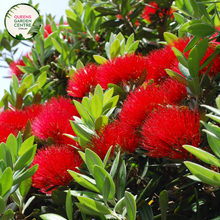 Load image into Gallery viewer, Close-up of Metrosideros collina Springfire: This image focuses on the vibrant red flowers of the Metrosideros collina Springfire plant. The flowers are densely packed together, forming striking clusters against the backdrop of glossy green foliage. Each flower has intricate details, with delicate petals and prominent stamens, creating a visually appealing display.
