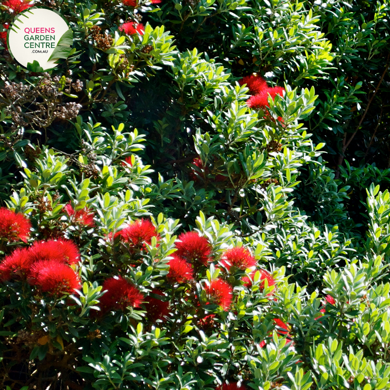 Close-up of Metrosideros collina Springfire: This image focuses on the vibrant red flowers of the Metrosideros collina Springfire plant. The flowers are densely packed together, forming striking clusters against the backdrop of glossy green foliage. Each flower has intricate details, with delicate petals and prominent stamens, creating a visually appealing display.