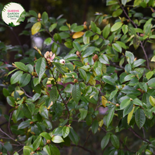 Load image into Gallery viewer, &quot;A charming image of the Michelia &#39;Cinderella&#39; plant, showcasing its ornamental features. The evergreen shrub displays glossy, lance-shaped leaves and produces fragrant, cup-shaped flowers with a delightful pale pink hue. The blossoms are arranged in clusters, creating a visually enchanting display against the backdrop of lush green foliage. &#39;Cinderella&#39; is celebrated for its aromatic flowers and elegant form, making it a captivating addition to garden landscapes.
