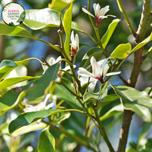 Load image into Gallery viewer, &quot;A captivating view of the Michelia alba plant, also known as White Champaca or White Sandalwood. The evergreen tree features glossy, lance-shaped leaves and produces fragrant, creamy-white flowers with a distinctive cup shape. The blossoms are arranged in clusters, creating a visually striking display against the backdrop of lush green foliage. Michelia alba is cherished for its aromatic flowers and ornamental value, making it an enchanting addition to garden landscapes. 
