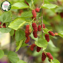 Load image into Gallery viewer, Close-up of a Morus nigra (Black Mulberry) plant. The image features a cluster of ripe mulberries, each composed of numerous small, shiny, dark purple to black drupelets. The fruits are oval-shaped and have a bumpy texture. Surrounding the fruits are broad, heart-shaped leaves with a slightly serrated edge and a rough, textured surface. 
