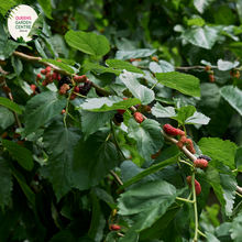 Load image into Gallery viewer, Close-up of a Morus nigra (Black Mulberry) plant. The image features a cluster of ripe mulberries, each composed of numerous small, shiny, dark purple to black drupelets. The fruits are oval-shaped and have a bumpy texture. Surrounding the fruits are broad, heart-shaped leaves with a slightly serrated edge and a rough, textured surface. 
