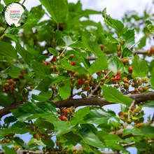 Load image into Gallery viewer, Close-up of a Morus nigra (Black Mulberry) plant. The image features a cluster of ripe mulberries, each composed of numerous small, shiny, dark purple to black drupelets. The fruits are oval-shaped and have a bumpy texture. Surrounding the fruits are broad, heart-shaped leaves with a slightly serrated edge and a rough, textured surface. 
