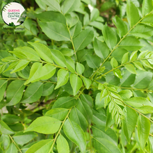 Load image into Gallery viewer, Close-up of Murraya koenigii Curry Tree plant: This image showcases the exquisite details of the Murraya koenigii, commonly known as the Curry Tree. The glossy dark green leaves are arranged in compact clusters, emitting a fragrant aroma reminiscent of curry spices.
