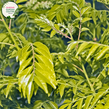 Load image into Gallery viewer, Close-up of Murraya koenigii Curry Tree plant: This image showcases the exquisite details of the Murraya koenigii, commonly known as the Curry Tree. The glossy dark green leaves are arranged in compact clusters, emitting a fragrant aroma reminiscent of curry spices.
