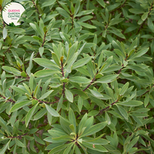 Load image into Gallery viewer,  Enhance your coastal landscape with Myoporum insulare, a versatile and hardy shrub perfect for seaside gardens. Also known as Common Boobialla, this native Australian plant features dense foliage and delicate white flowers, attracting bees and butterflies to your garden.
