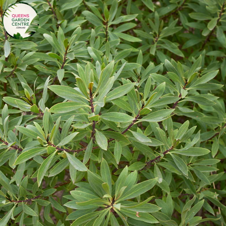  Enhance your coastal landscape with Myoporum insulare, a versatile and hardy shrub perfect for seaside gardens. Also known as Common Boobialla, this native Australian plant features dense foliage and delicate white flowers, attracting bees and butterflies to your garden.