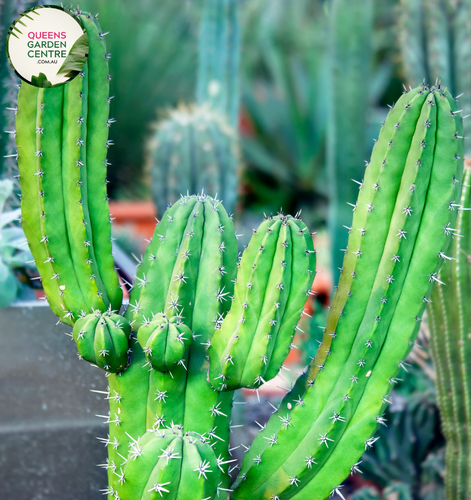 Alt text: Myrtillocactus geometrizans, commonly known as Bilberry Cactus or Whortleberry Cactus, features tall, columnar stems with ribbed textures. Its segmented structure and blue-green coloration create a striking silhouette against arid landscapes. This drought-tolerant succulent thrives in well-draining soil and full sunlight, making it ideal for desert gardens or xeriscapes.