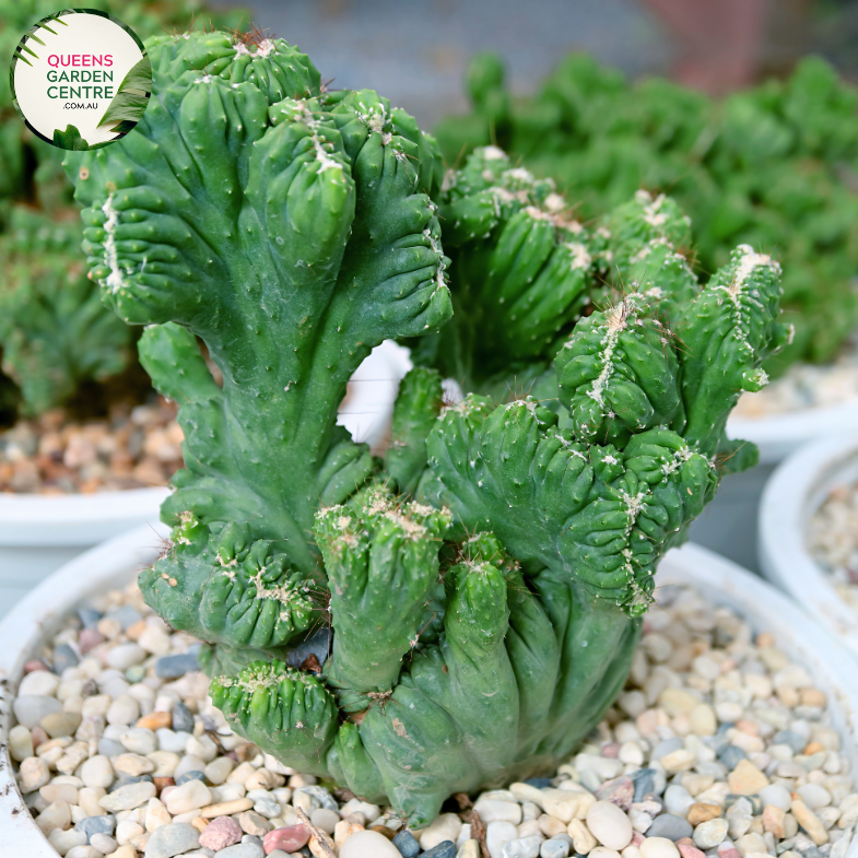 Alt text: Myrtillocactus geometrizans, commonly known as Bilberry Cactus or Whortleberry Cactus, features tall, columnar stems with ribbed textures. Its segmented structure and blue-green coloration create a striking silhouette against arid landscapes. This drought-tolerant succulent thrives in well-draining soil and full sunlight, making it ideal for desert gardens or xeriscapes.