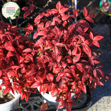 Load image into Gallery viewer, Close-up of Nandina domestica plant: This image showcases the intricate details of the Nandina domestica, also known as Heavenly Bamboo. The foliage consists of delicate, compound leaves arranged in clusters along slender stems. The leaves exhibit a vibrant green coloration with a glossy texture, creating a visually appealing display. 
