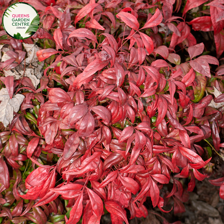 Close-up of Nandina domestica plant: This image showcases the intricate details of the Nandina domestica, also known as Heavenly Bamboo. The foliage consists of delicate, compound leaves arranged in clusters along slender stems. The leaves exhibit a vibrant green coloration with a glossy texture, creating a visually appealing display. 