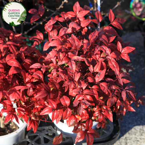 Close-up of Nandina domestica plant: This image showcases the intricate details of the Nandina domestica, also known as Heavenly Bamboo. The foliage consists of delicate, compound leaves arranged in clusters along slender stems. The leaves exhibit a vibrant green coloration with a glossy texture, creating a visually appealing display. 