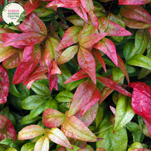 Load image into Gallery viewer, &quot;A visually pleasing image of the Nandina domestica &#39;Moon Bay&#39; plant, featuring its compact and ornamental characteristics. The evergreen shrub exhibits lush, finely-textured foliage that transitions through shades of green, red, and bronze, adding visual interest. &#39;Moon Bay&#39; is a cultivar of Nandina domestica, known for its dense and mounding growth habit. The vibrant foliage creates a year-round appeal, and the plant&#39;s elegant form makes it an attractive addition to garden landscapes.
