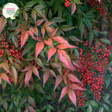 Load image into Gallery viewer, &quot;A visually pleasing image of the Nandina domestica &#39;Moon Bay&#39; plant, featuring its compact and ornamental characteristics. The evergreen shrub exhibits lush, finely-textured foliage that transitions through shades of green, red, and bronze, adding visual interest. &#39;Moon Bay&#39; is a cultivar of Nandina domestica, known for its dense and mounding growth habit. The vibrant foliage creates a year-round appeal, and the plant&#39;s elegant form makes it an attractive addition to garden landscapes.
