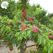 Load image into Gallery viewer, Alt text: Prunus persica var. nucipersica &#39;Fantasia,&#39; a Nectarine tree in full bloom. This deciduous tree boasts vibrant pink blossoms and is celebrated for producing delicious, sweet nectarines. A delightful addition to orchards and gardens, offering both visual appeal and a bountiful harvest.
