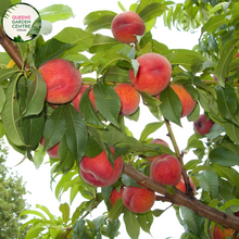 Load image into Gallery viewer, Alt text: Prunus persica var. nucipersica &#39;Fantasia,&#39; a Nectarine tree in full bloom. This deciduous tree boasts vibrant pink blossoms and is celebrated for producing delicious, sweet nectarines. A delightful addition to orchards and gardens, offering both visual appeal and a bountiful harvest.
