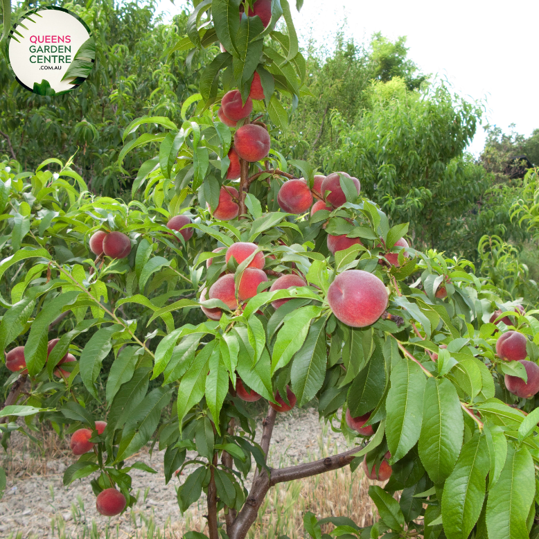 Alt text: Prunus persica var. nucipersica 'Fantasia,' a Nectarine tree in full bloom. This deciduous tree boasts vibrant pink blossoms and is celebrated for producing delicious, sweet nectarines. A delightful addition to orchards and gardens, offering both visual appeal and a bountiful harvest.