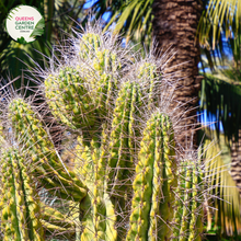 Load image into Gallery viewer, Alt text: Neobuxbaumia polylopha is a species of cactus native to Mexico. It is characterized by its tall, columnar stems that can reach heights of up to 10 meters (33 feet) or more. The stems are ribbed and covered in rows of sharp spines. This cactus species typically grows in arid desert regions and produces white or pale yellow flowers that bloom at the top of the stems. 
