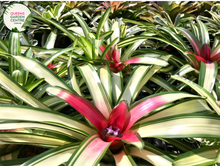 Load image into Gallery viewer, Alt text: Close-up photo of a Neoregelia &#39;Bossa Nova&#39; plant, showcasing its striking rosette of foliage. The tropical bromeliad features broad, arching leaves with vibrant green hues, gradually transitioning to rich burgundy at the center. The image captures the unique and appealing coloration of the Neoregelia &#39;Bossa Nova,&#39; adding a touch of elegance to its overall appearance.
