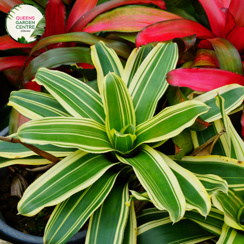 Alt text: Close-up photo of a Neoregelia 'Bossa Nova' plant, showcasing its striking rosette of foliage. The tropical bromeliad features broad, arching leaves with vibrant green hues, gradually transitioning to rich burgundy at the center. The image captures the unique and appealing coloration of the Neoregelia 'Bossa Nova,' adding a touch of elegance to its overall appearance.