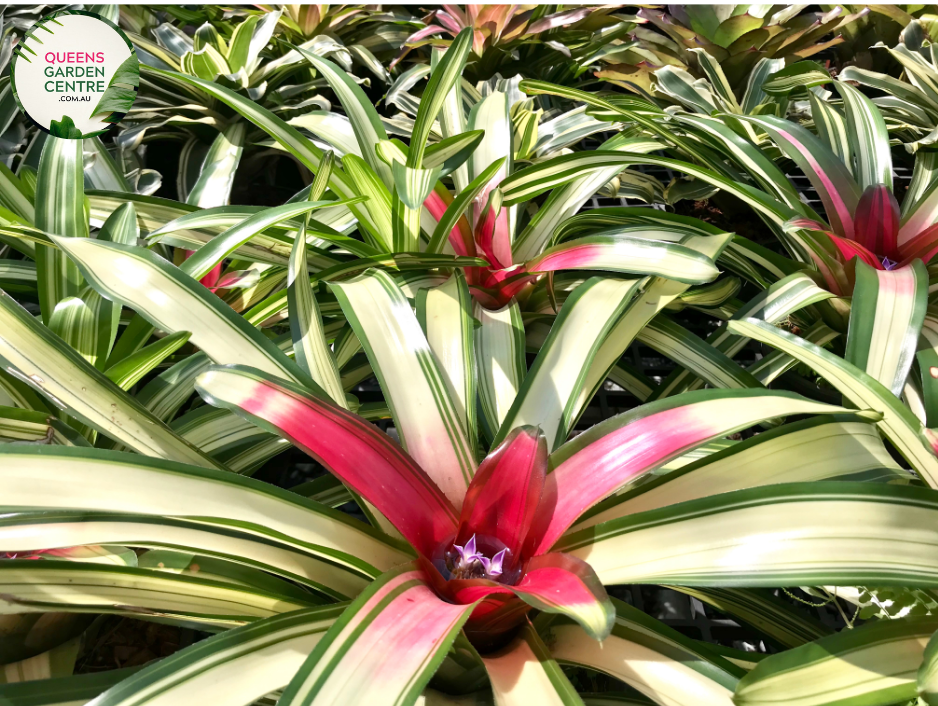 Alt text: Close-up photo of a Neoregelia 'Bossa Nova' plant, showcasing its striking rosette of foliage. The tropical bromeliad features broad, arching leaves with vibrant green hues, gradually transitioning to rich burgundy at the center. The image captures the unique and appealing coloration of the Neoregelia 'Bossa Nova,' adding a touch of elegance to its overall appearance.