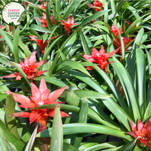 Load image into Gallery viewer, Alt text: Close-up photo of a Neoregelia compacta plant, highlighting its compact rosette of foliage. This tropical bromeliad displays short, broad leaves with a lush green coloration, creating a symmetrical and visually appealing arrangement. The image captures the neat and tidy form of the Neoregelia compacta, making it an attractive addition to indoor or tropical garden settings.
