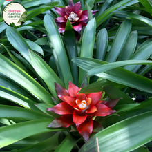 Load image into Gallery viewer, Alt text: Close-up photo of a Neoregelia compacta plant, highlighting its compact rosette of foliage. This tropical bromeliad displays short, broad leaves with a lush green coloration, creating a symmetrical and visually appealing arrangement. The image captures the neat and tidy form of the Neoregelia compacta, making it an attractive addition to indoor or tropical garden settings.
