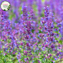 Load image into Gallery viewer, &quot;A delightful view of the Nepeta mussinii &#39;Dropmore&#39; plant, commonly known as Catmint. This low-growing perennial herb features dense clusters of small, lavender-blue flowers held above aromatic gray-green foliage. The compact and spreading nature of &#39;Dropmore&#39; makes it a charming ground cover in garden landscapes. The image captures the beauty and appeal of Catmint, showcasing its vibrant blooms and textured foliage. With its ornamental value and aromatic qualities, Nepeta mussinii &#39;Dropmore&#39; 
