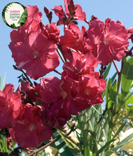 Load image into Gallery viewer, Close-up of a Nerium oleander &#39;Professor Martin&#39; plant. The image features vibrant clusters of double pink flowers with multiple layers of soft, overlapping petals. Each flower has a slightly ruffled edge and a bright yellow center. The flowers are surrounded by long, narrow, lance-shaped leaves with a deep green color and a glossy, smooth texture.
