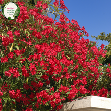 Load image into Gallery viewer, Close-up of a Nerium oleander &#39;Professor Martin&#39; plant. The image features vibrant clusters of double pink flowers with multiple layers of soft, overlapping petals. Each flower has a slightly ruffled edge and a bright yellow center. The flowers are surrounded by long, narrow, lance-shaped leaves with a deep green color and a glossy, smooth texture.
