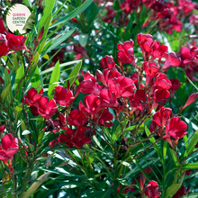 Load image into Gallery viewer, Close-up of a Nerium oleander &#39;Professor Martin&#39; plant. The image features vibrant clusters of double pink flowers with multiple layers of soft, overlapping petals. Each flower has a slightly ruffled edge and a bright yellow center. The flowers are surrounded by long, narrow, lance-shaped leaves with a deep green color and a glossy, smooth texture.
