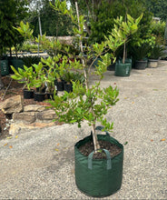 Load image into Gallery viewer, Nyssa Sylvatica Tupelo
