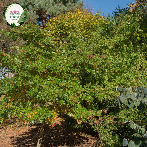 Close-up of a Nyssa sylvatica NXSXF Forum™ plant. The image features glossy, dark green leaves that are oval-shaped with smooth, slightly wavy edges. Each leaf has a prominent central vein with smaller veins branching out, creating a detailed texture. The leaves are arranged alternately along a slender, light brown stem. 