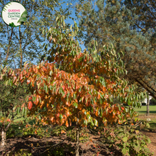 Load image into Gallery viewer, Alt text: Nyssa sylvatica, commonly known as Tupelo or Black Gum, is a deciduous tree native to North America. It features glossy green foliage that turns vibrant shades of red, orange, and yellow in the fall, making it a stunning ornamental tree. The tree produces small greenish-white flowers in the spring, followed by dark blue-black fruits that attract wildlife. Tupelo is known for its tolerance to wet soils, making it suitable for planting in various landscapes, including wetlands and gardens.
