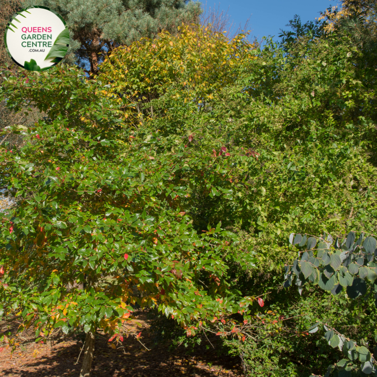 Alt text: Nyssa sylvatica, commonly known as Tupelo or Black Gum, is a deciduous tree native to North America. It features glossy green foliage that turns vibrant shades of red, orange, and yellow in the fall, making it a stunning ornamental tree. The tree produces small greenish-white flowers in the spring, followed by dark blue-black fruits that attract wildlife. Tupelo is known for its tolerance to wet soils, making it suitable for planting in various landscapes, including wetlands and gardens.