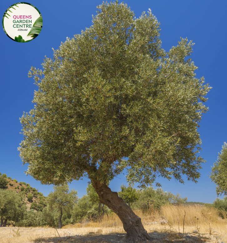 Buy Olive Olea Europaea Californian Queen UC13A6 Online in
