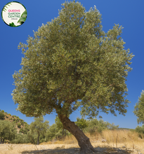 Load image into Gallery viewer, Close-up of Olive (Olea europaea) Californian Queen UC13A6 plant: This image depicts the detailed features of the Olive plant, known scientifically as Olea europaea Californian Queen UC13A6. The close-up view reveals the distinctive characteristics of the plant&#39;s foliage, including its leathery, lance-shaped leaves with a glossy green coloration.
