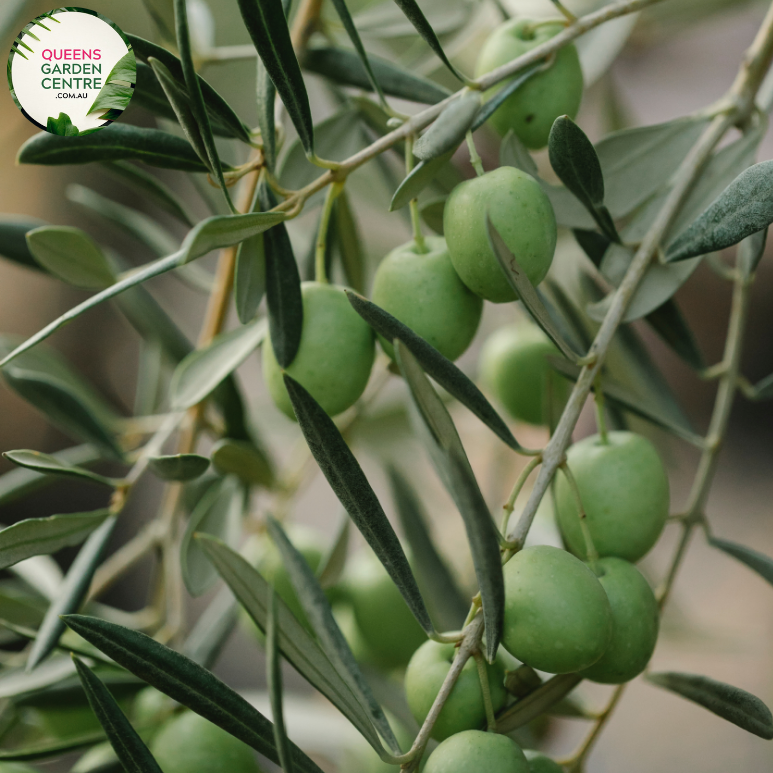 Close-up of Olive (Olea europaea) Californian Queen UC13A6 plant: This image depicts the detailed features of the Olive plant, known scientifically as Olea europaea Californian Queen UC13A6. The close-up view reveals the distinctive characteristics of the plant's foliage, including its leathery, lance-shaped leaves with a glossy green coloration.