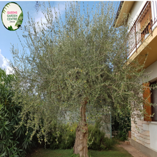 Load image into Gallery viewer, Alt text: Olea europaea &#39;Garden Harvest,&#39; an Olive tree showcasing silver-green foliage and small, green olives. This evergreen tree is a classic choice for gardens, known for its resilience and the potential for olive harvests. A timeless addition to landscapes, combining ornamental and practical features.
