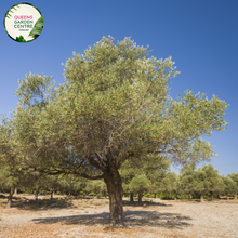 Load image into Gallery viewer, Alt text: Olea europaea &#39;Garden Harvest,&#39; an Olive tree showcasing silver-green foliage and small, green olives. This evergreen tree is a classic choice for gardens, known for its resilience and the potential for olive harvests. A timeless addition to landscapes, combining ornamental and practical features.
