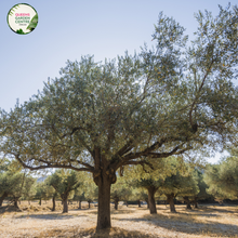 Load image into Gallery viewer, Alt text: Olea europaea &#39;Manzanillo,&#39; an Olive tree displaying silver-green leaves and medium-sized green olives. As a classic evergreen, this tree adds a touch of the Mediterranean to landscapes, offering both ornamental beauty and the potential for a bountiful olive harvest.
