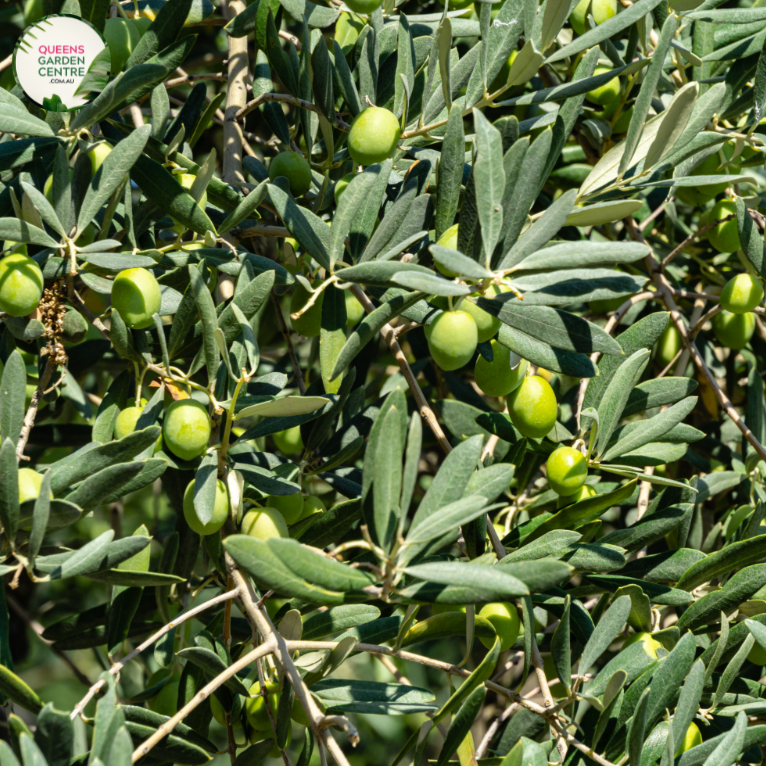 Buy Olive Olea Europaea Tolleys Upright Online in Australia – Queens ...