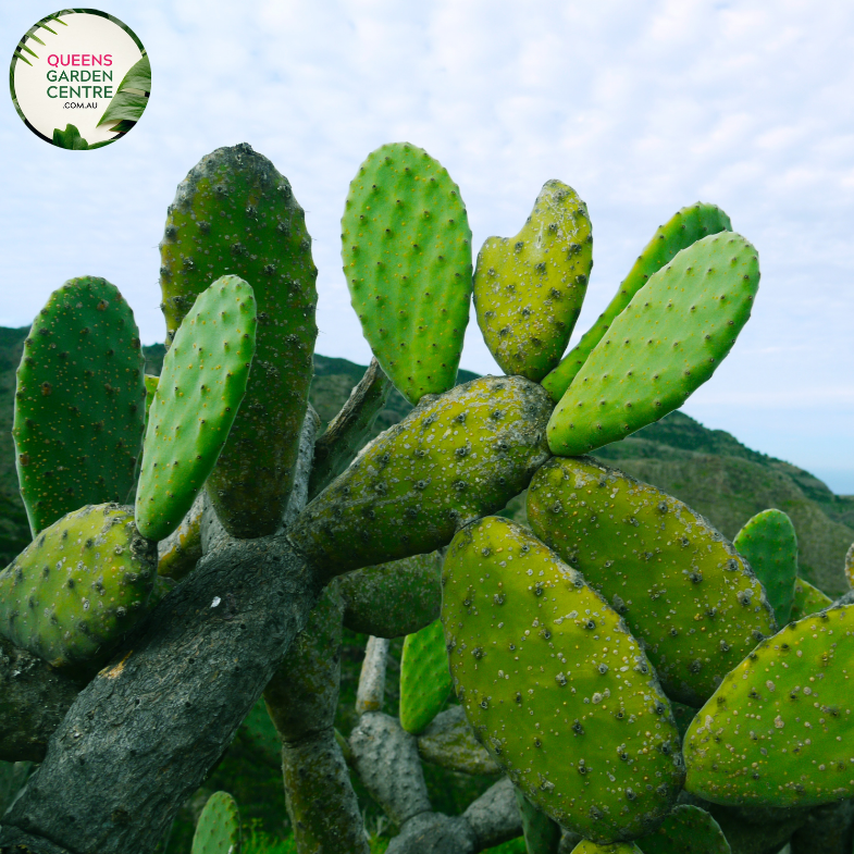 Buy Opuntia Burbank Spineless Online in Australia – Queens Garden Centre