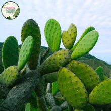 Load image into Gallery viewer, Alt text: Opuntia Burbank Spineless, also called Prickly Pear Cactus, features flat, paddle-shaped stems without spines. Its vibrant green pads contrast against sandy soil or rock gardens. This low-maintenance succulent adds texture and color to desert landscapes or xeriscaped gardens.
