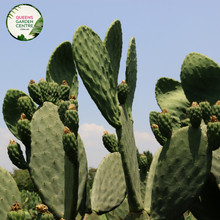 Load image into Gallery viewer, Alt text: Opuntia Burbank Spineless, also called Prickly Pear Cactus, features flat, paddle-shaped stems without spines. Its vibrant green pads contrast against sandy soil or rock gardens. This low-maintenance succulent adds texture and color to desert landscapes or xeriscaped gardens.
